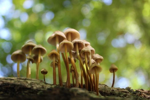 Tiny, towering toadstools clustered together and growing on log in the forest like a tiny city.